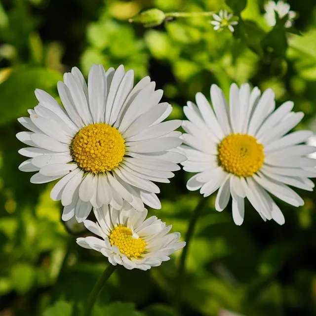 Beautiful close-up of white daisy flowers with yellow centers in natural sunlight, perfect for floral themes.