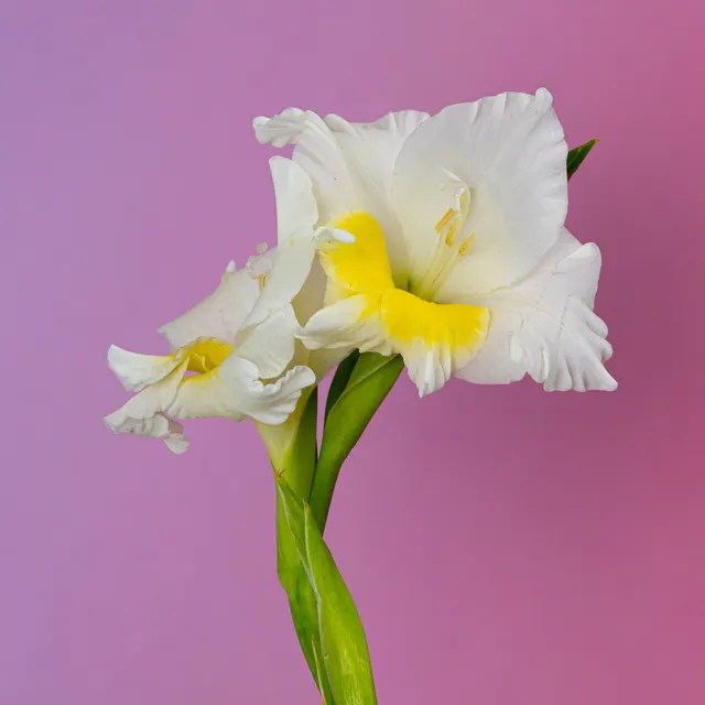 Close-up of white gladiolus with yellow accents on a purple gradient background.