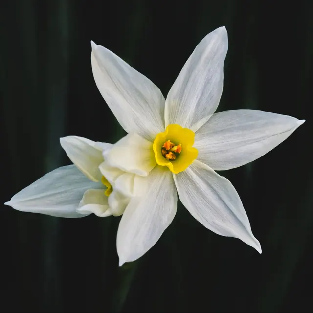 Detailed close-up of a white narcissus flower with a yellow center against a dark background.