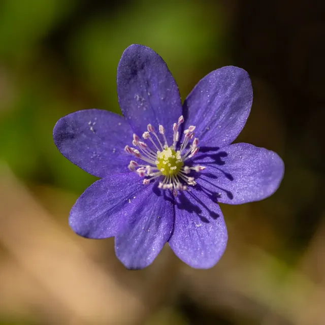 Stunning macro shot of a Hepatica flower (Hepatica nobilis) showing vibrant violet petals and delicate stamens.