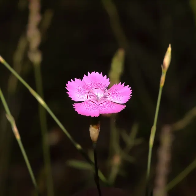 Close-up of a pink carnation flower with dewdrops, highlighting its vivid color and natural beauty.