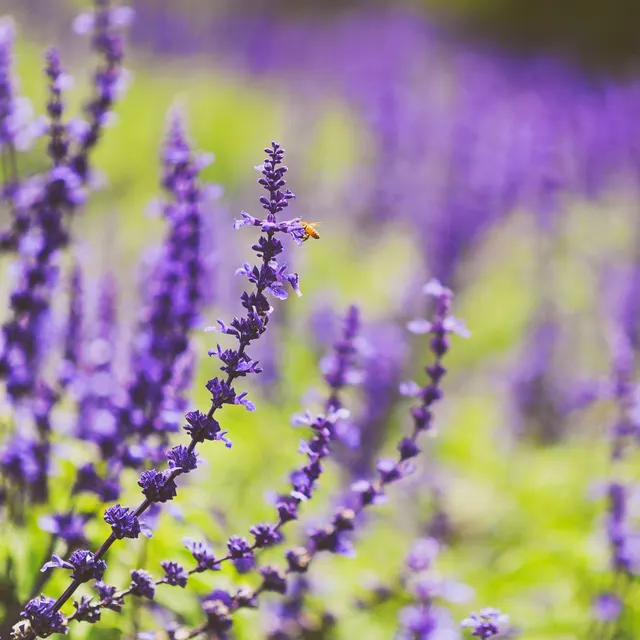 Close-up of a lavender field with a honeybee, showcasing vibrant colors and nature's beauty.