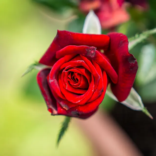 Detailed close-up of a vivid red rose in full bloom, highlighting its natural beauty.