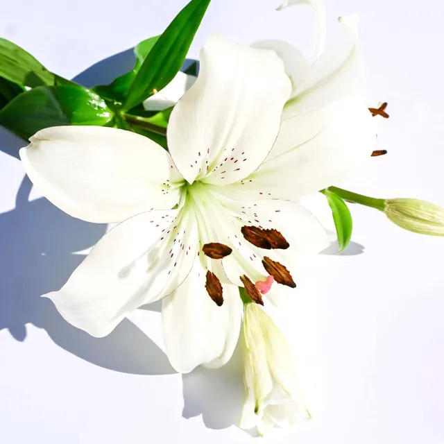A sunlit white lily with prominent petals and stamens captured in a serene still life setting.