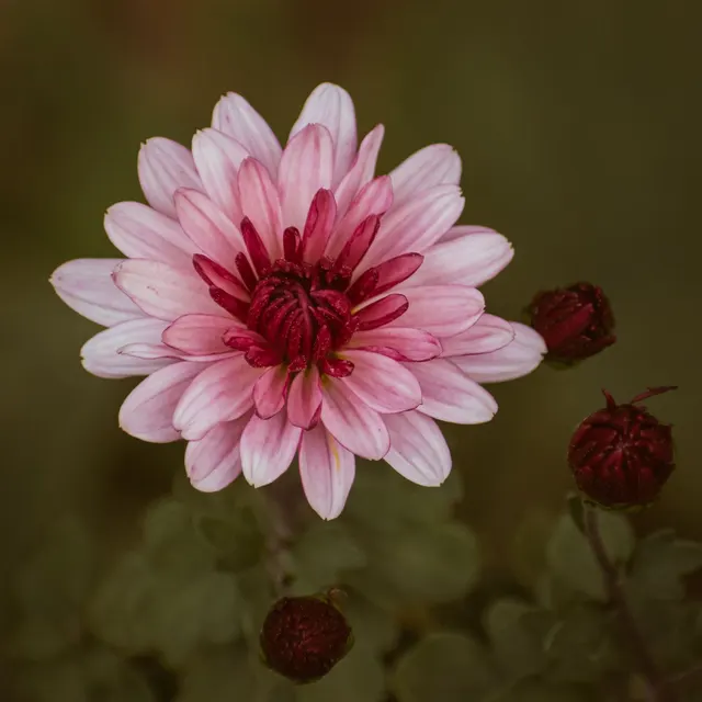 Beautiful pink chrysanthemum bloom with budding flowers in a serene nature setting.