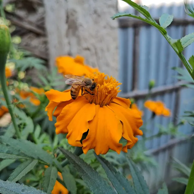 Close-up of a bee pollinating a bright orange marigold, showcasing nature's beauty.