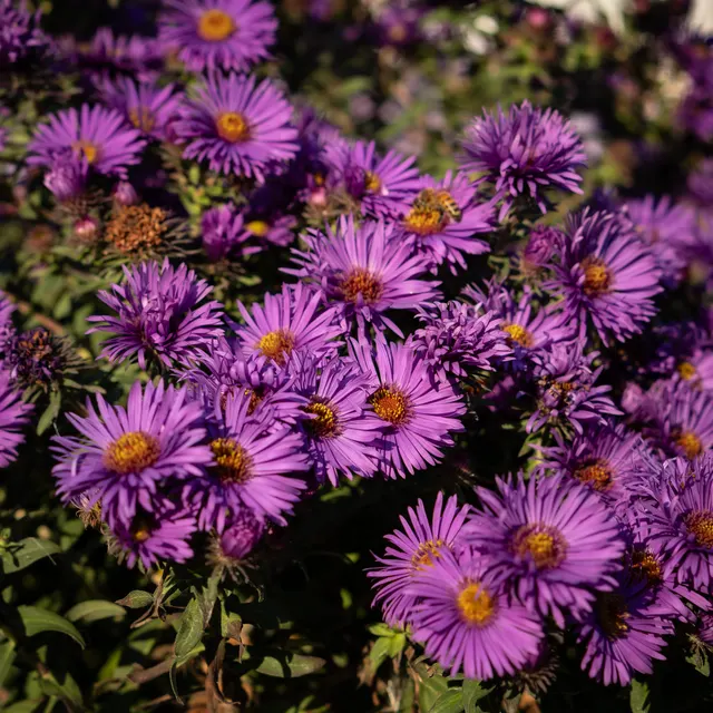 A close-up of vibrant purple aster flowers in full bloom, highlighting their natural beauty.
